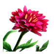 火神花*5